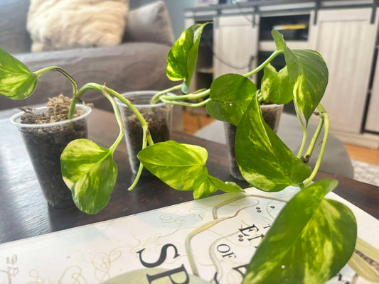 Rooted Golden pothos plant