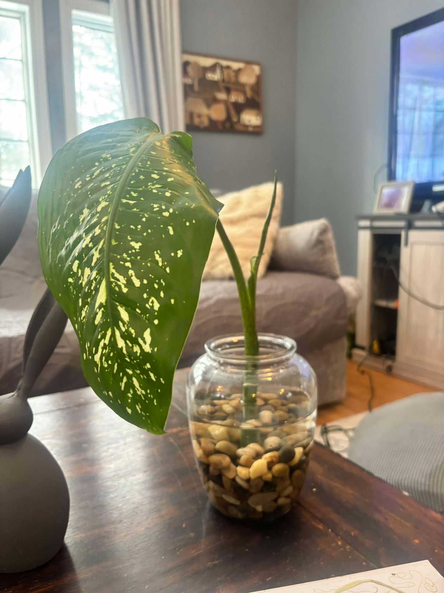 Rooted Dieffenbachia dumbcane plant