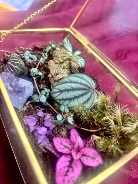 Jewelry box living terrarium