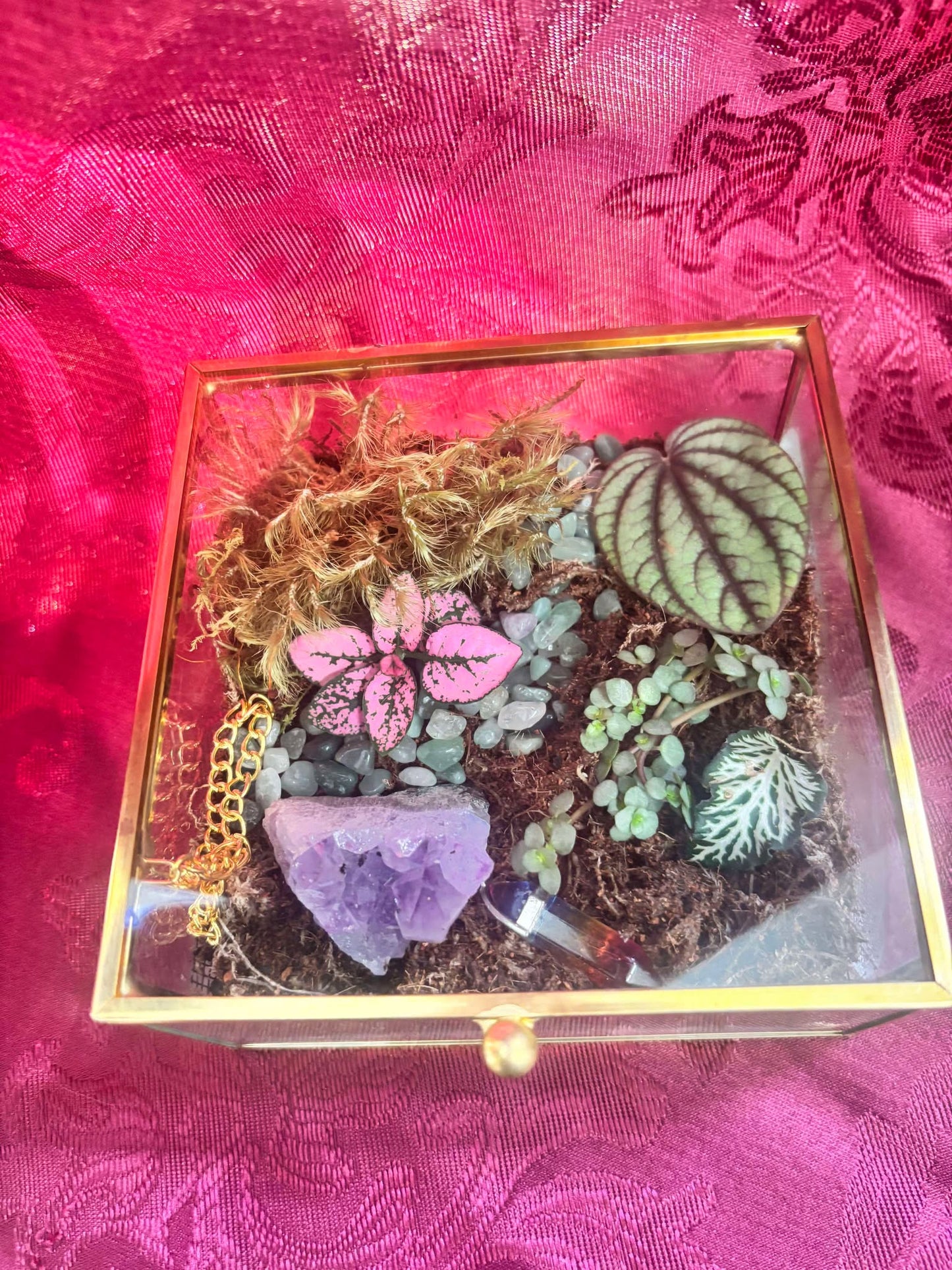 Jewelry box living terrarium